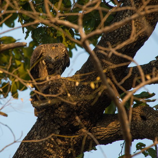 Tadoba - Crested hawk eagle